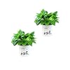 Generic 2 Stks Zelf Watering Planter Pot Zelf Beluchten Hoge Drainage Pot Voor Huisplanten Bloemen Hydroponics Indoor en…
