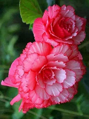 See full amazon price history chart for Radha Krishna Agriculture® Imporetd Begonia Tuberous Double Flowers Bulb for Your Garden - (Light Pink, Pack of 1 flower Bulbs) Radha Krishna Agriculture® Imporetd Begonia Tuberous Double Flowers Bulb for Your Garden - (Light Pink, Pack of 1 flower Bulbs) (B09PB9Z7F2) Amazon Price History, Amazon Price Tracker