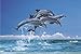 (24x36) Steve Bloom (Four Dolphins) Art Poster Print