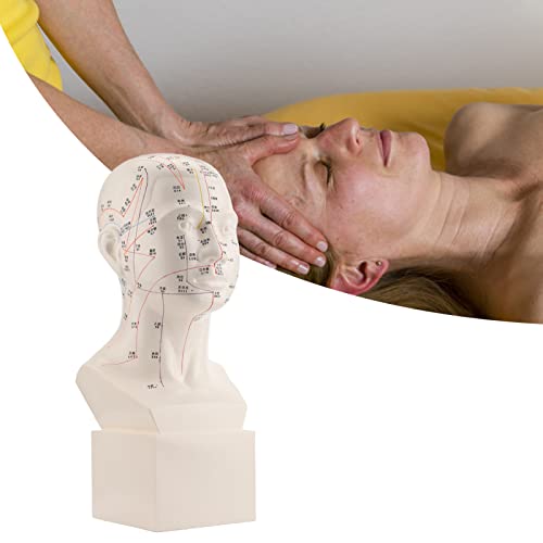 Head Acupuncture Model, Male Acupuncture Model,PVC HD Standard Acupoint Human Acupuncture Point Head Model Acupuncture Teaching Practice Tool with Accurate Acupuncture Points