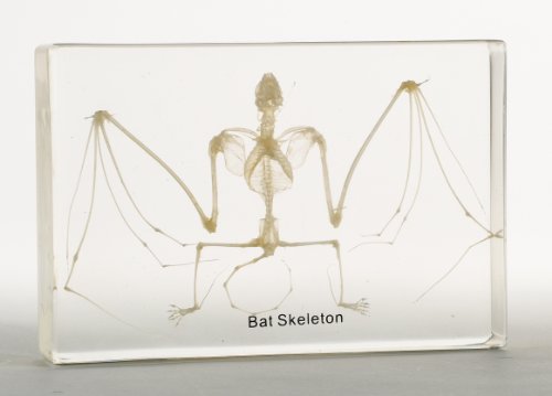 Nature-Watch Bat Skeleton Acrylic Block