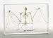 Nature-Watch Bat Skeleton Acrylic Block