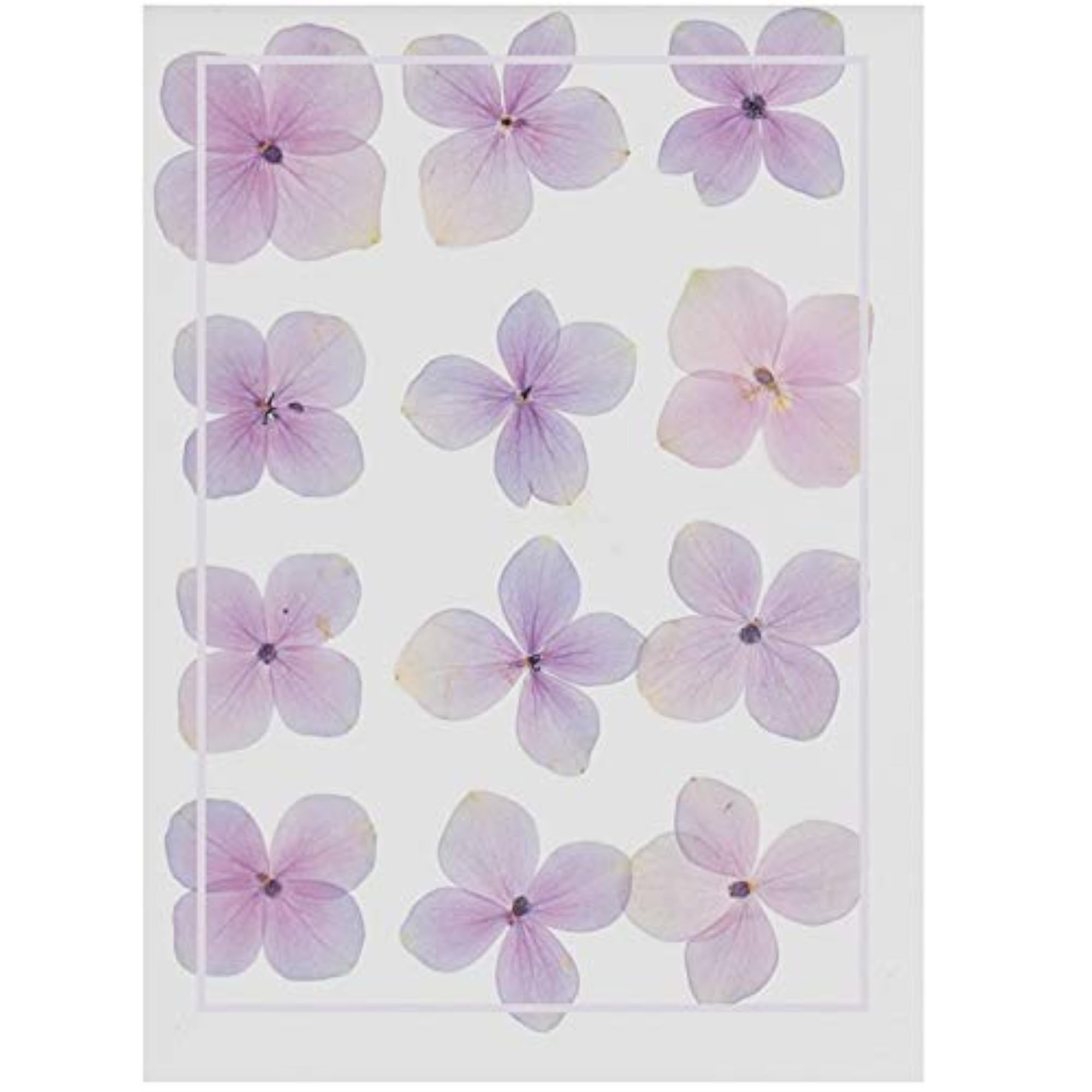 60PCS Natural Pressed Hydrangea Flowers for Crafts