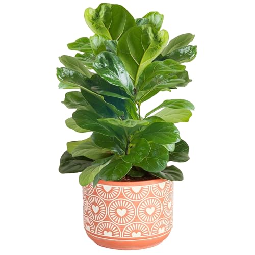 Money Plant