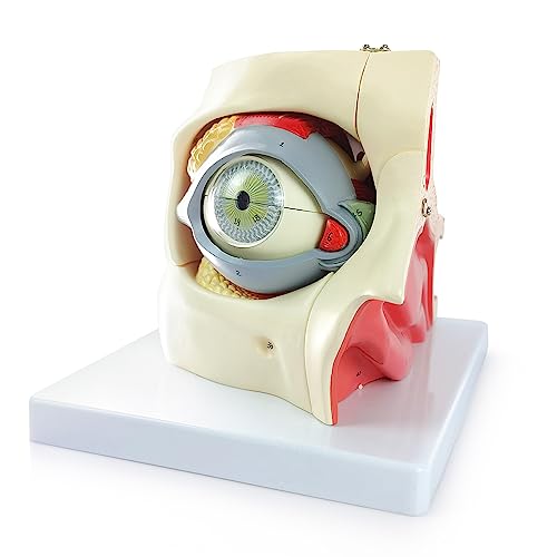 Image of 3X Enlarged Human Eye Orbital Anatomical Model, 13 Parts Eyeball Orbital Model Showing Optic Nerve Cornea Iris Lens and Vitreous Body with Stand for Medical Classroom Teaching Research