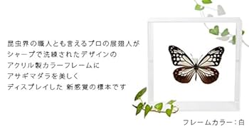 蝶標本　ツマグロキチョウ、アサギマダラ 蝶標本 ツマグロキチョウ、アサギマダラ 蝶標本 ツマグロ
