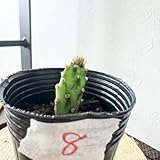 8 初日の出 ウチワサボテン 多肉植物 観葉植物ハツヒノデ オプンチア