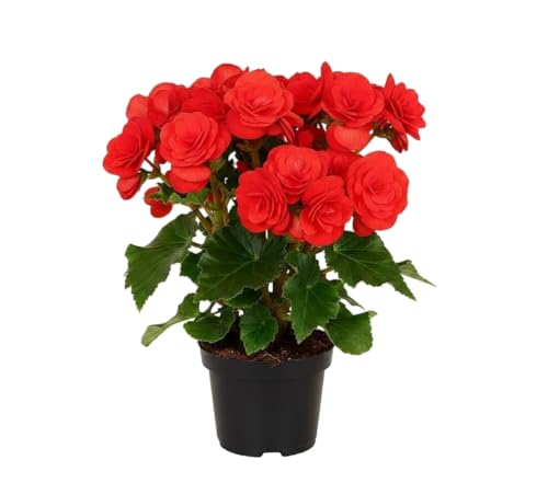 Begonia Hiemalis Planta Natural Begonia Elatior Roja DECOALIVE Maceta de 14 cm