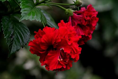 Image of Double Petal Red Hibiscus Flower Live Plant | Most Beautiful Indian Plant | Panch Mukhi Red Hibiscus for Pooja | Home Gardening Outdoor & Indoor Planting |(Without Pot)