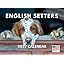 English Setter