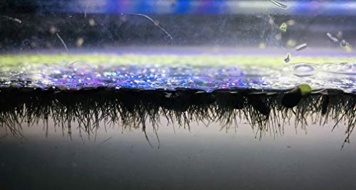 100+ Giant Duckweed (Spirodela Polyrhiza) Live Floating Plants For Aquarium Or Pond By Tmdfishkeeping #TOP4