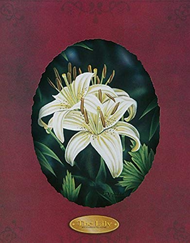 BUY ART FOR LESS White Lilies II by Darryl Vlasak 20 X 16 Poster