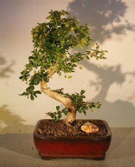Bonsai Boy's Flowering Fukien Tea Bonsai Tree - Curved Trunk Medium - Small Leaf ehretia microphylla