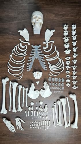 Image of Human Disarticulated Bone Set Skeleton Model | Life Size Premium Anatomy Perfect for Medical Students and Trainer