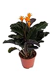 Calathea Crocata Natural Planta de Grandes Hojas Perfecta para el Hogar