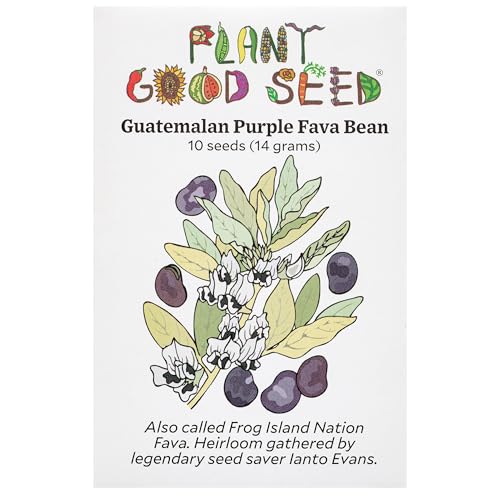 Plant Good Seed Organic Guatemalan Purple Fava Bean Seeds for Planting: Heirloom Vegetable, Light Purple Violet Beans - 10 Seed Packet