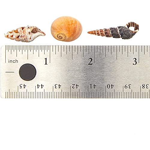 Juvale Tiny Craft Spiral Seashells For Diy Crafts, Home Decor (0.4-1 Inches, 180 Grams) #TOP4