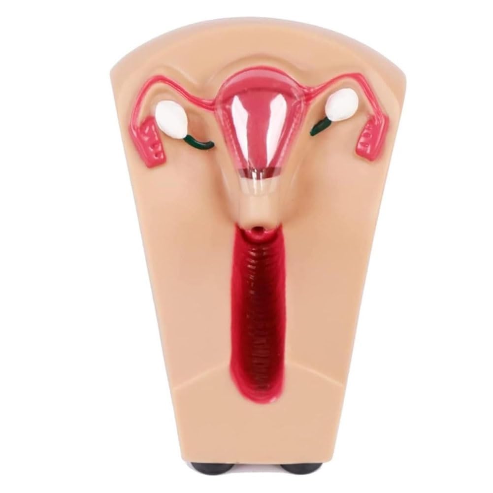 Modello di addestramento contraccettivo intrauterino, modello di dispositivo di nascita esterno, modello di guida alla contraccezione interna uterina femminile, modello di addestramento