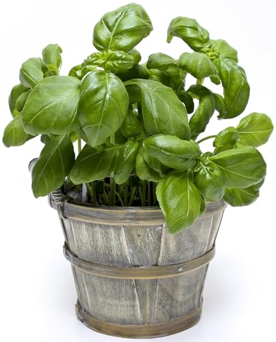 Large Leaf Italian Basil Seeds for Planting -...