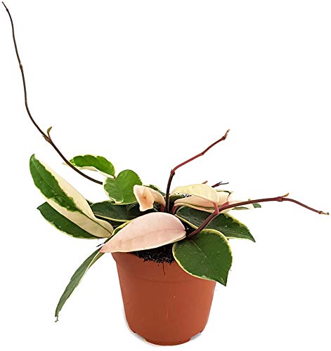 Fangblatt - Hoya carnosa Krimson Queen - wunderschöne hängende Zimmerpflanze ebenso Wachsblume oder Porzellanblume genannt - pflegeleichte Pflanze für das Wohnzimmer mit fantastischen Blüten