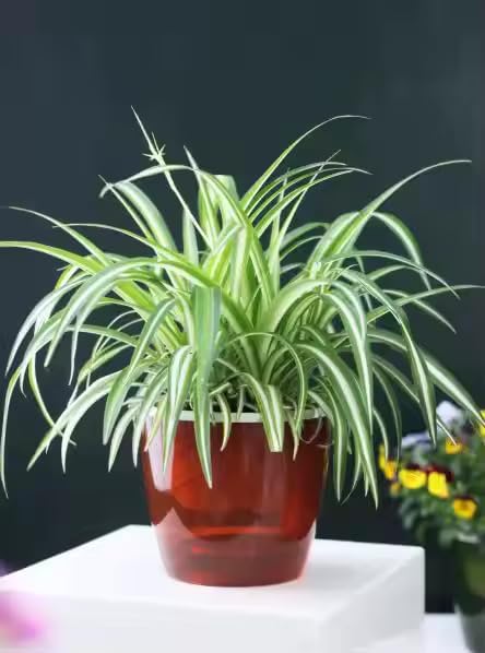 Smart Self-Watering Planter Pot with Water Level Indicator, Modern Design, 6 x 7.5 x 6 inches (4, Red)