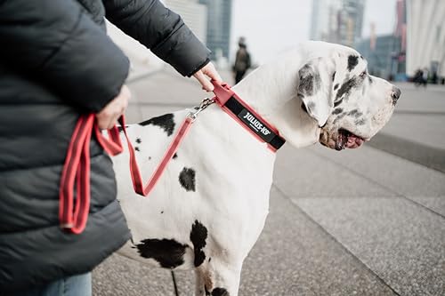 JULIUS K-9 200HA-K-R-2015 Color & Gray series- K9-Halsband mit Haltegriff, Sicherheitsverschluss und Logo und Sicherheitsverschluss, 50 mm*49-70 cm, verstellbar, rot-grau, 50 mm (49-70 cm)
