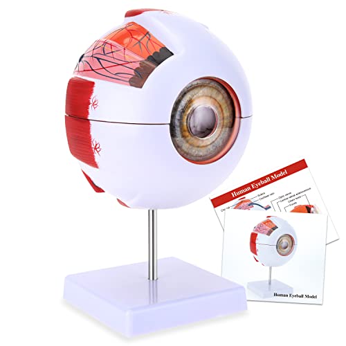 model eye - RONTEN 6X Enlarged Human Eye Anatomical Model - Accurate Eye Model Shows Optic Nerves Cornea Iris Lens and Vitreous Body with Removable Stand