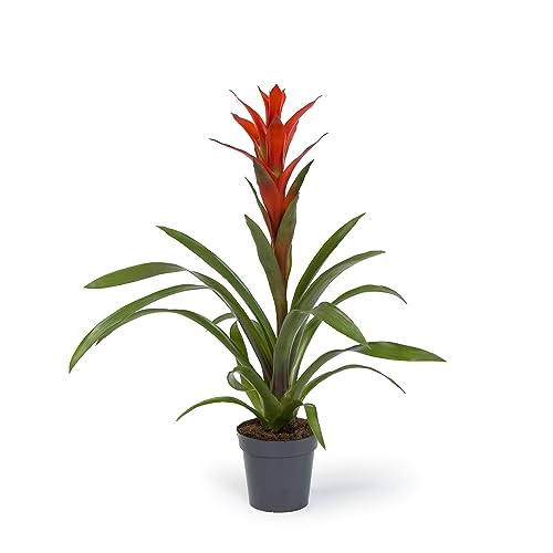 Cool Green - Planta natural interior - Bromelia Naranja - Apta para Mascotas