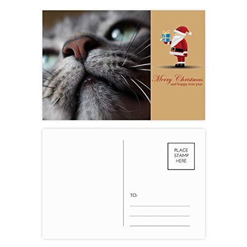 Cartes postales Animal Looking Up pour décorer votre bureau ou écrire à vos proches