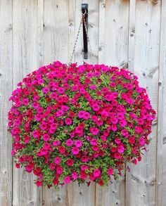 OhhSome Flower Seeds : Petunia Double Mixed Semi Indoor Suitable Garden [Home Garden Seeds Eco Pack Plant Seeds - Eco" (B07Z4J9RB6) Amazon Price History, Amazon Price Tracker