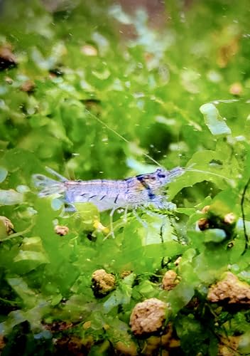 Generisch Garnelenglück - Sulawesi Inlandsgarnelen - Algenfresser -...