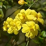 Cottage Hill Winter Jasmine 2 Piece Live Plant, Yellow Blooms