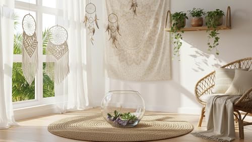 Image of Beautiful Clear Glass Pot for Lucky Bamboo Tree /Money Plant (Without Tree) Glass Container Set
