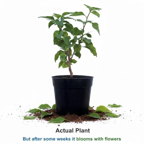 Image of Multicolor Bougainvillea Live Plant with Pot | Rare Grafted Bougainvillea Bonsai Syle Flower Plant | Colorful Outdoor Indoor Flowering Plant for Home Garden Balcony Terrace Decor | Pack of 1