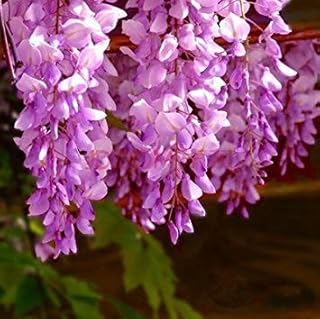 5 Seeds/Bag Wisteria Wisteria Seeds Bonsai Tree Seeds Seeds Seeds 11 Colors Wisteria Plant DIY Home Garden, 7