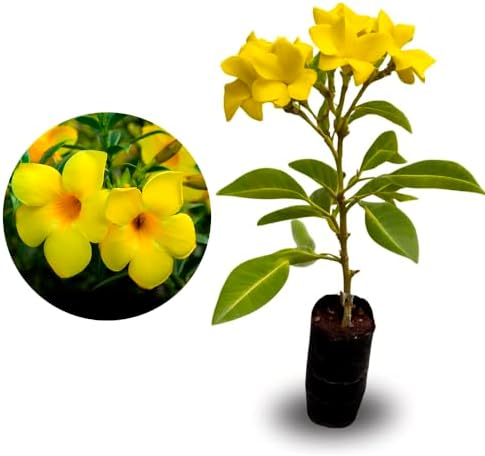 Muda de Alamanda Amarela (Allamanda cathartica) Altura de 20 a 40...