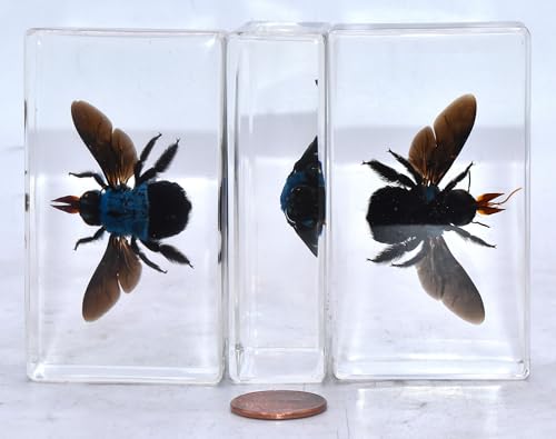 Image of 2.9 inch Real Blue Carpenter Bee Xylocopa Caerulea in Crystal Clear Lucite Resin Specimen Preserved Insect Taxidermy Collection for Biology Science Education & Desk Ornament Display Supplies Paperweight