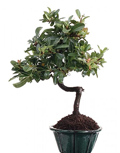 Bonsai - Pyracantha spec, Feuerdorn 205/22 - Image 3