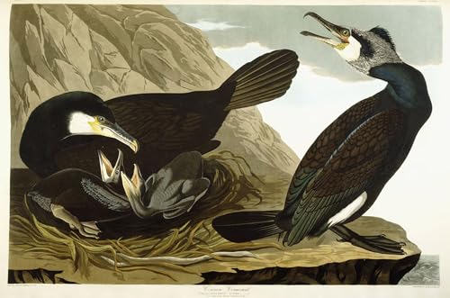 Tableau impressions d'art mural cormoran commun Audubon 60x90cm