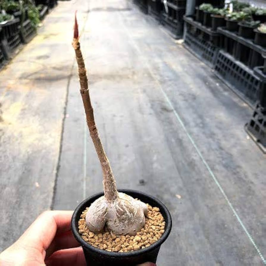 Amazon｜コーデックス：フィカス パルメリー*｜観葉植物 オンライン通販