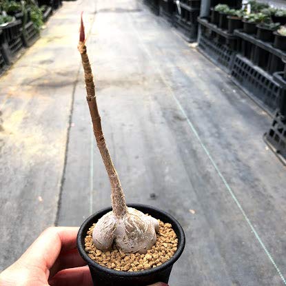 フィカス　パルメリー、コーデックス（鉢付き対応可） フィカス パルメリー/Ficus palmeri ※陶器鉢付き | 【観葉植物