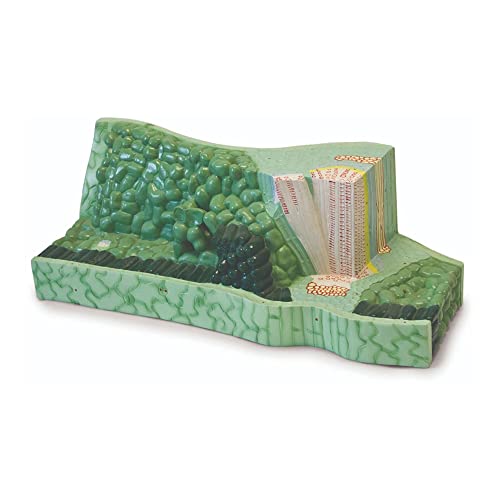 Image of B10301 Leaf Structure Model from a Lima Bean Leaf