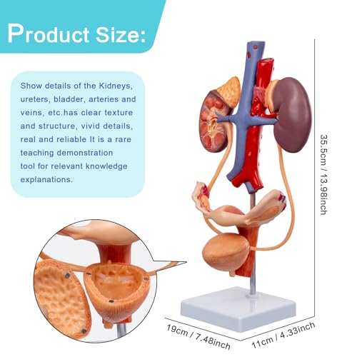 Image of EVOTECH SCIENTIFIC Human Female Reproduction & Urinary System Medical Anatomical Model, 3 Parts Life Size Female Urogenital System Anatomical Model for Medical Learning Education, Includes Manual