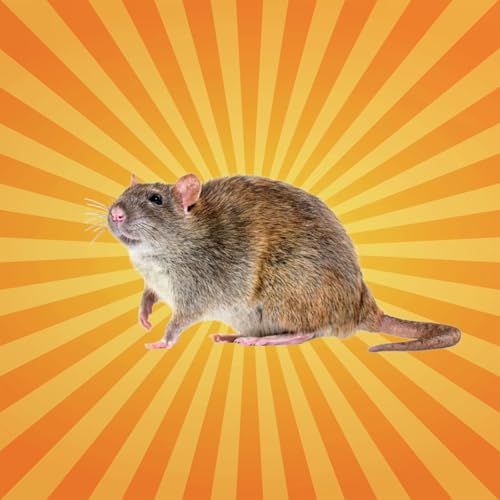 Le rat brun cr&eacute;e son propre langage pour survivre en ville !