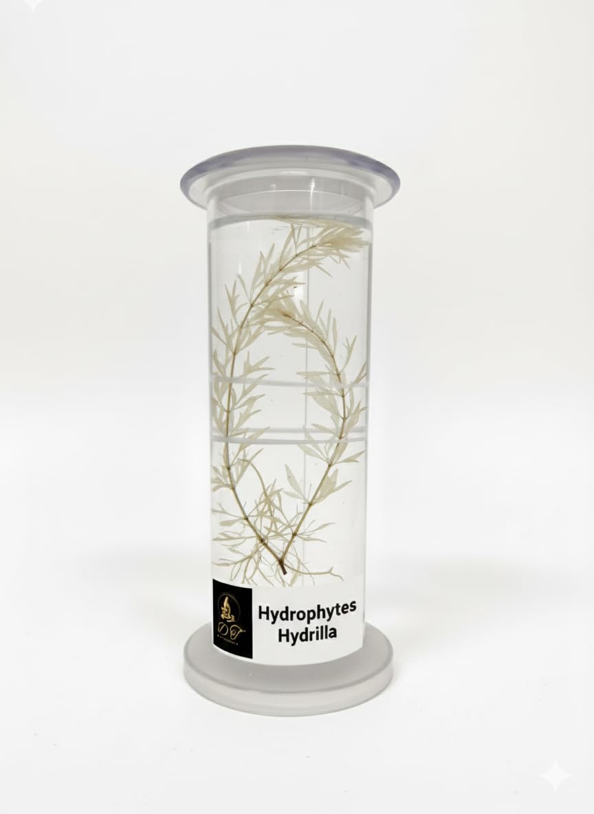 DT Science House HYDROPHYTES HYDRILLA Plant pecimen in a Clear Cylindrical Container, for Laboratory Study-picture-12