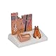 3B Scientific Menschliche Anatomie - Nierenschnitt, Nephron, Blutgefäße und Nierenkörperchen + kostenlose Anatomie App - 3B Smart Anatomy