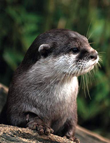 Notebook: College Ruled Composition Notebook / Otter Cover