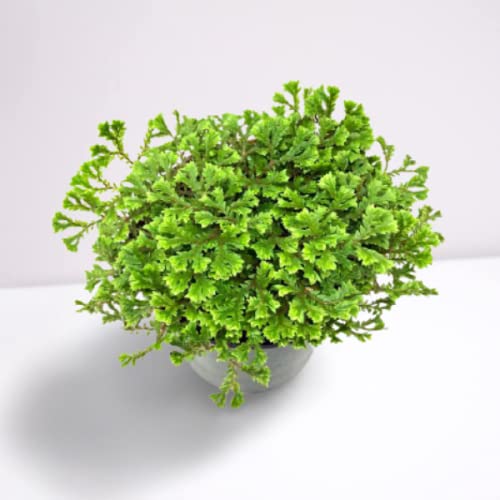 OhhSome Moss Plant Tropical Table Plants Oxygen Plants|Living Room|Living Room|Table|Live Plant|Home Décor (Healthy Live Plant) (B09K4G994S) Amazon Price History, Amazon Price Tracker