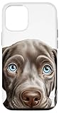 Photo Gallery custodia per iphone 14 pro cane di razza cucciolo weimaraner che sbircia felice Photo Gallery custodia per iphone 14 pro cane di razza cucciolo weimaraner che sbircia felice