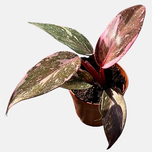 2 Inches Philodendron Pink Princess Live Plant with 4 Pot - Philodendron Plant Live Easy to Grow and Air Purifying - Indoor Houseplants for Home Office Wedding Decor & Gift Idea(Heat Pack Included)